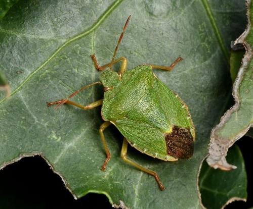 Palomena prasina